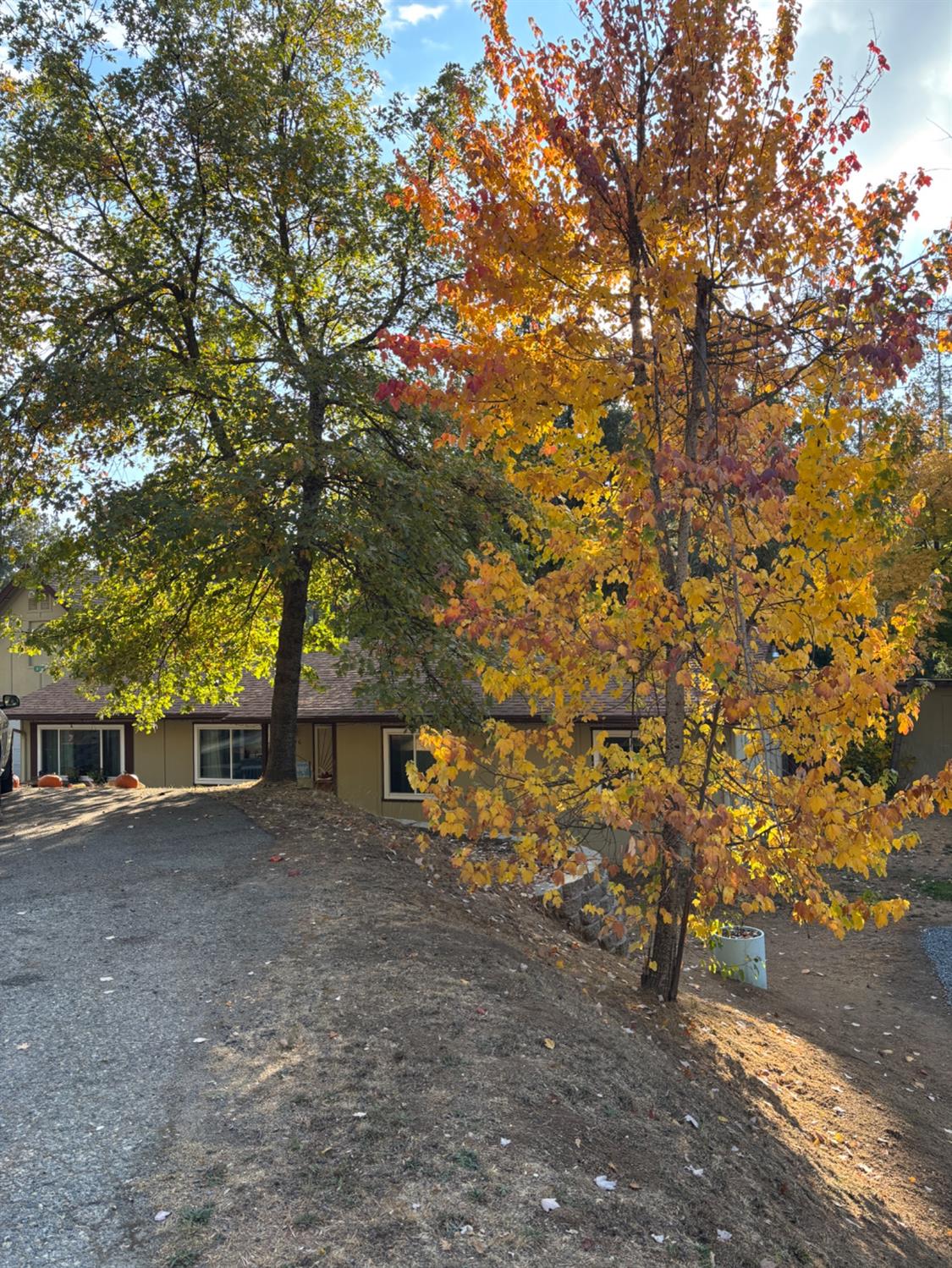 a view of a tree in front of a house