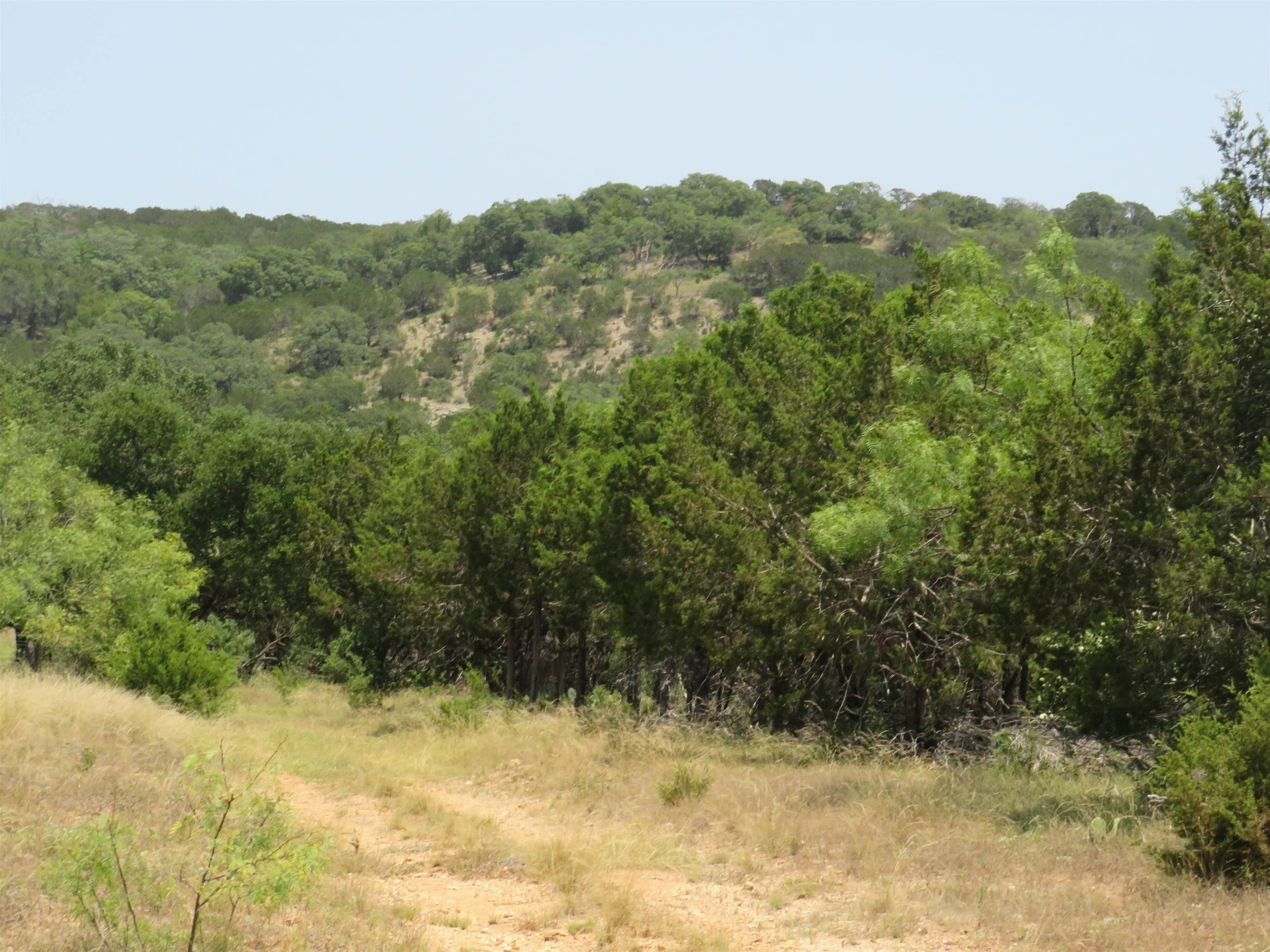 a view of a yard with a tree