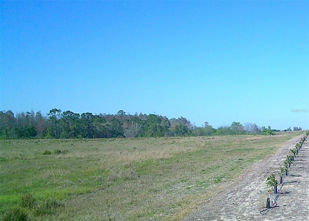 a view of a field with an ocean