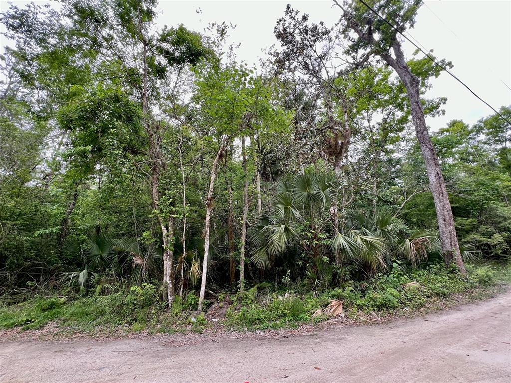 a view of a forest with trees