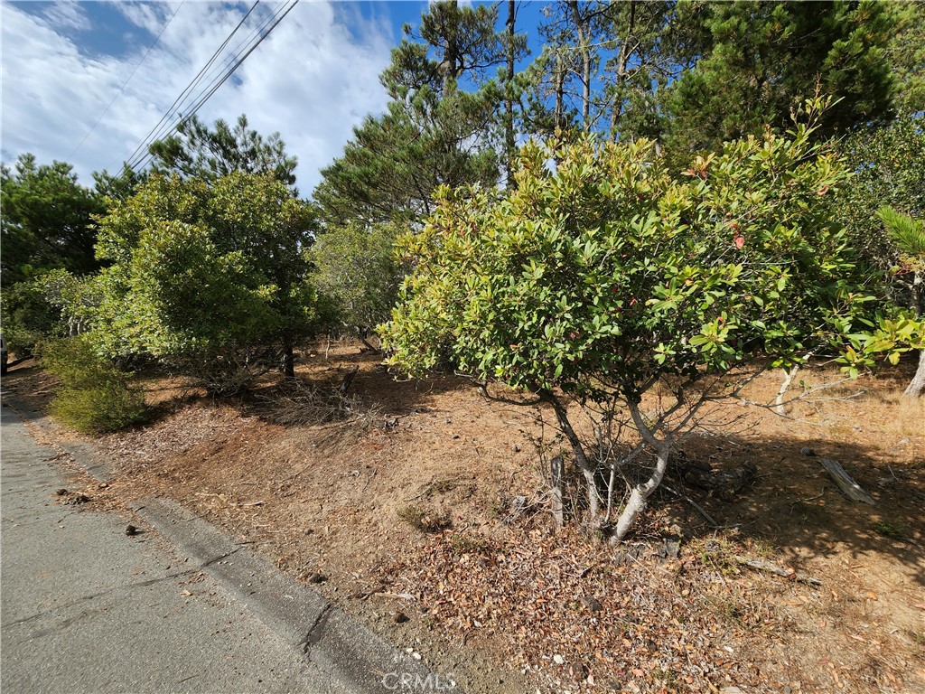 a view of a yard with plants and tree