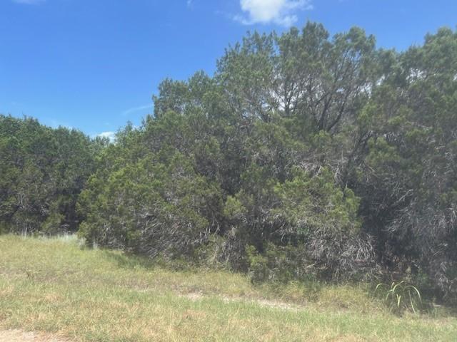 a view of a yard with large trees