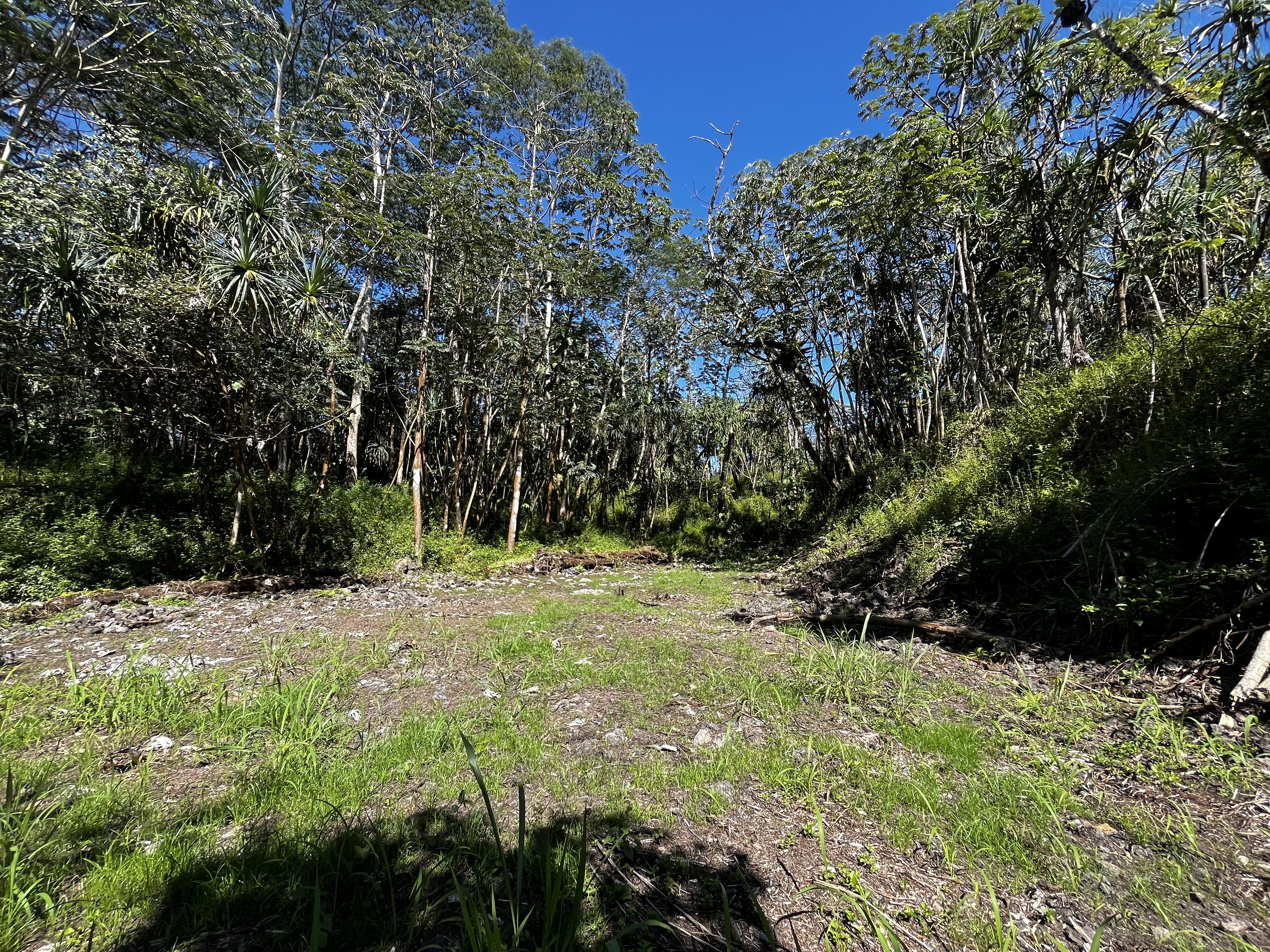 a view of a yard with plants and trees