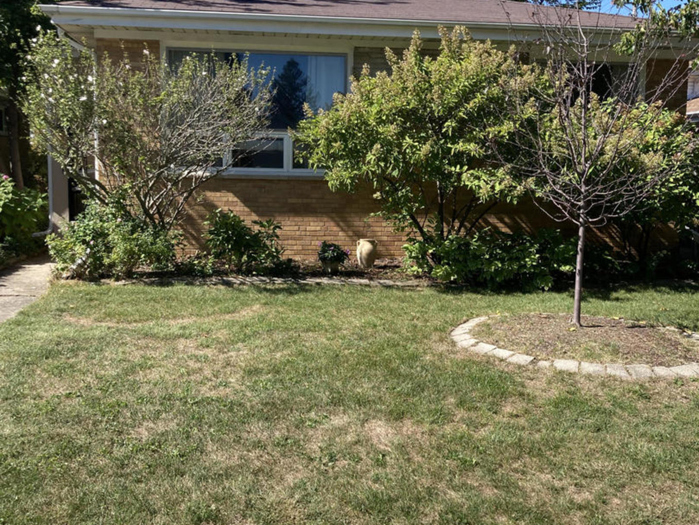 a view of a yard with plants and large trees