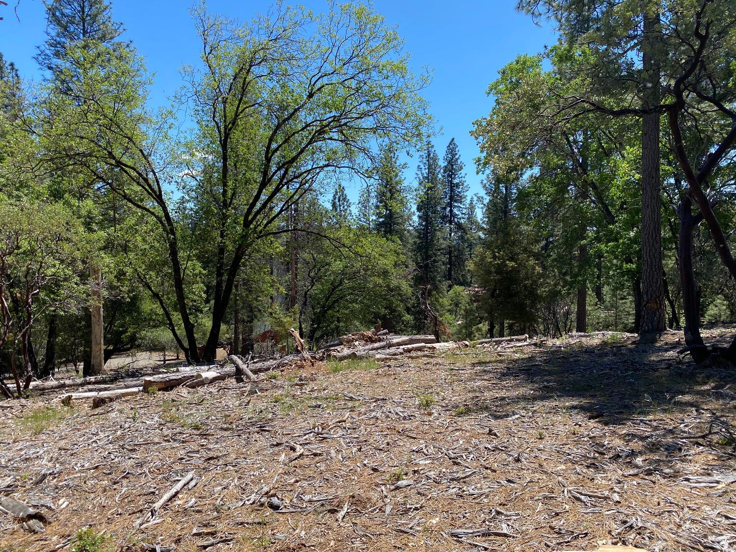 a view of a tree with a yard