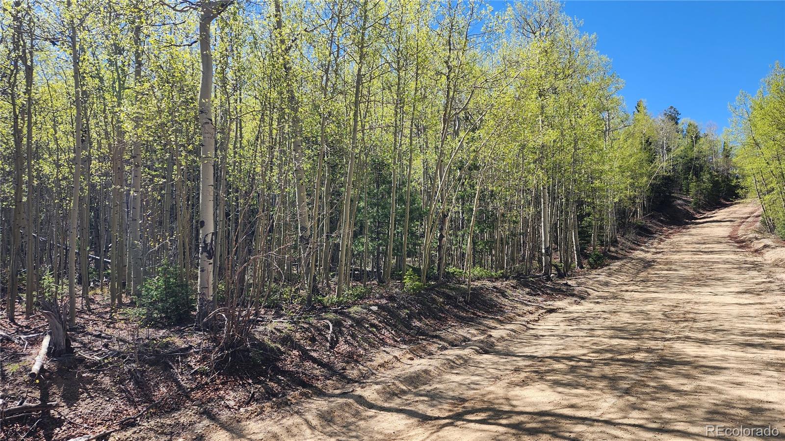 a view of a yard with lots of trees