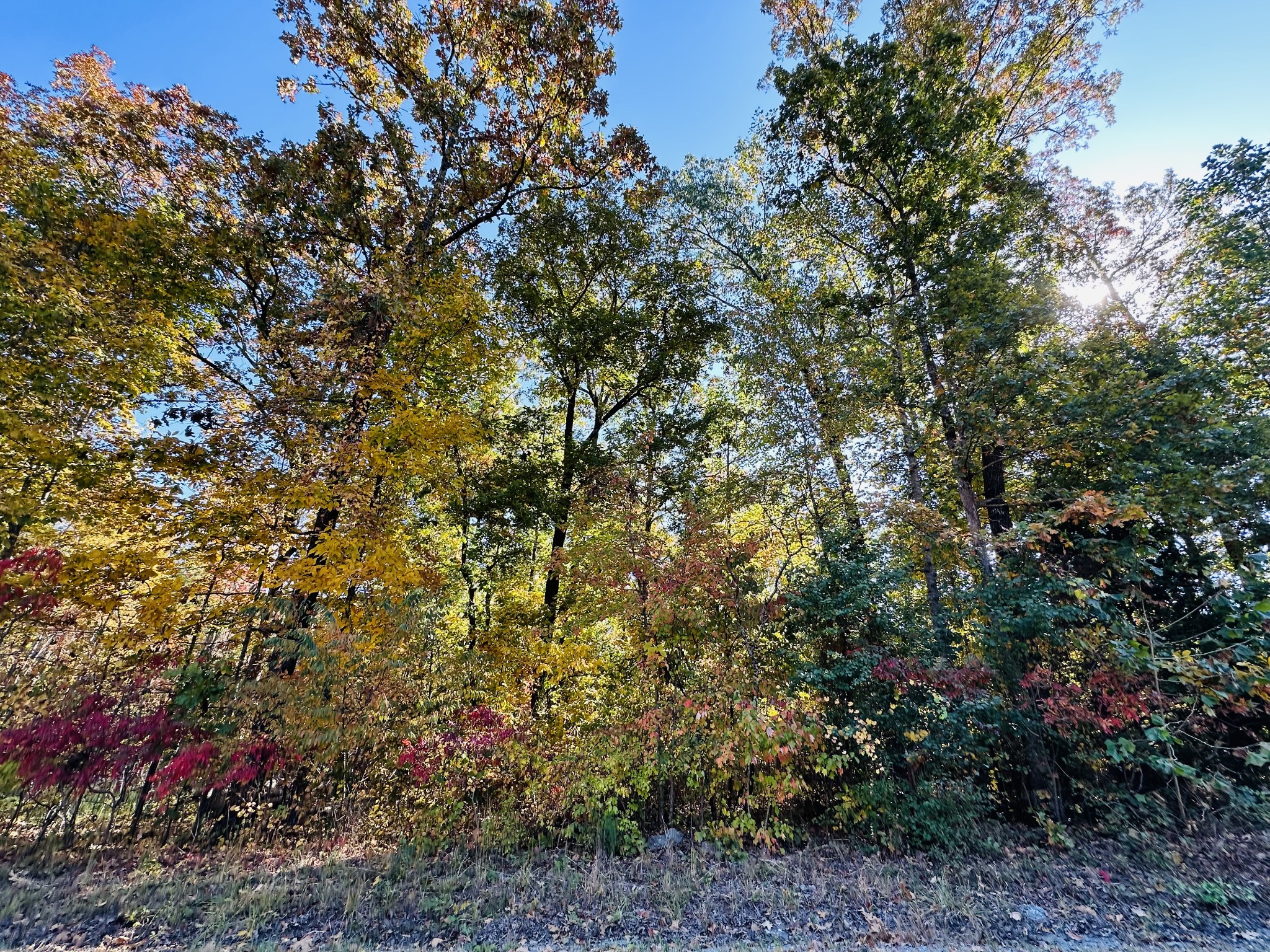 a view of a tree in a yard