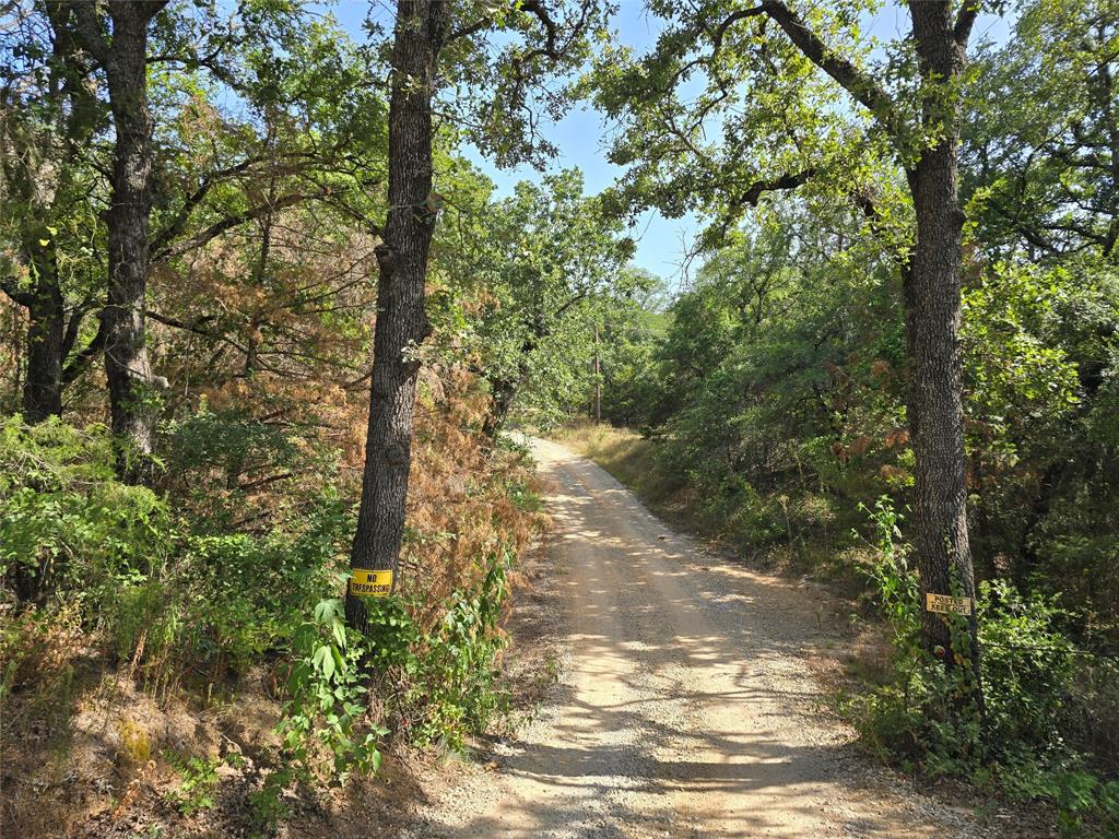 a view of forest