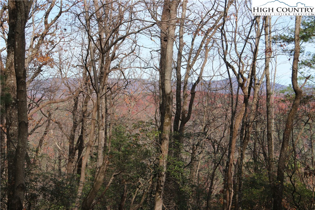 a view of forest