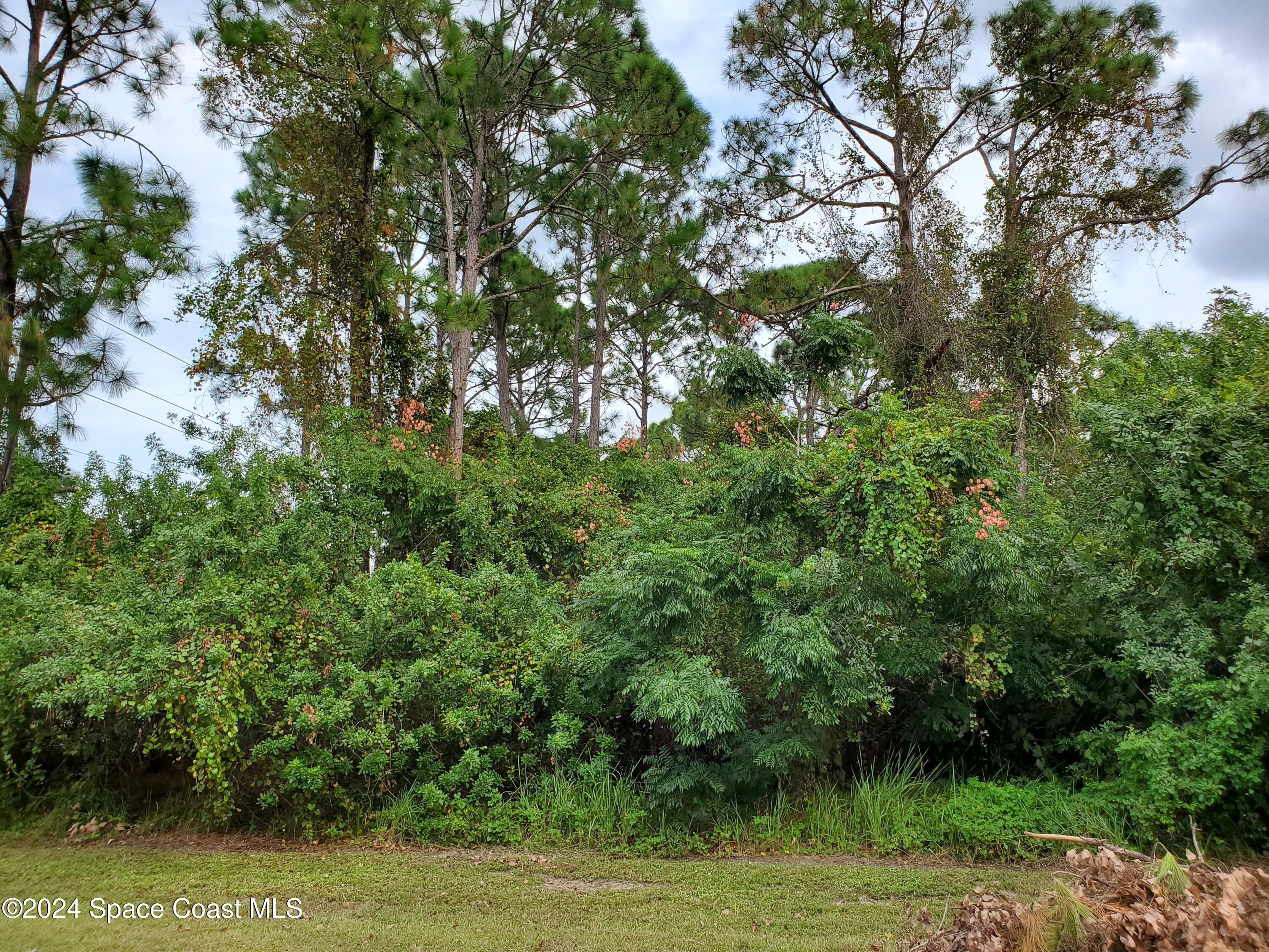 a view of a lush green forest