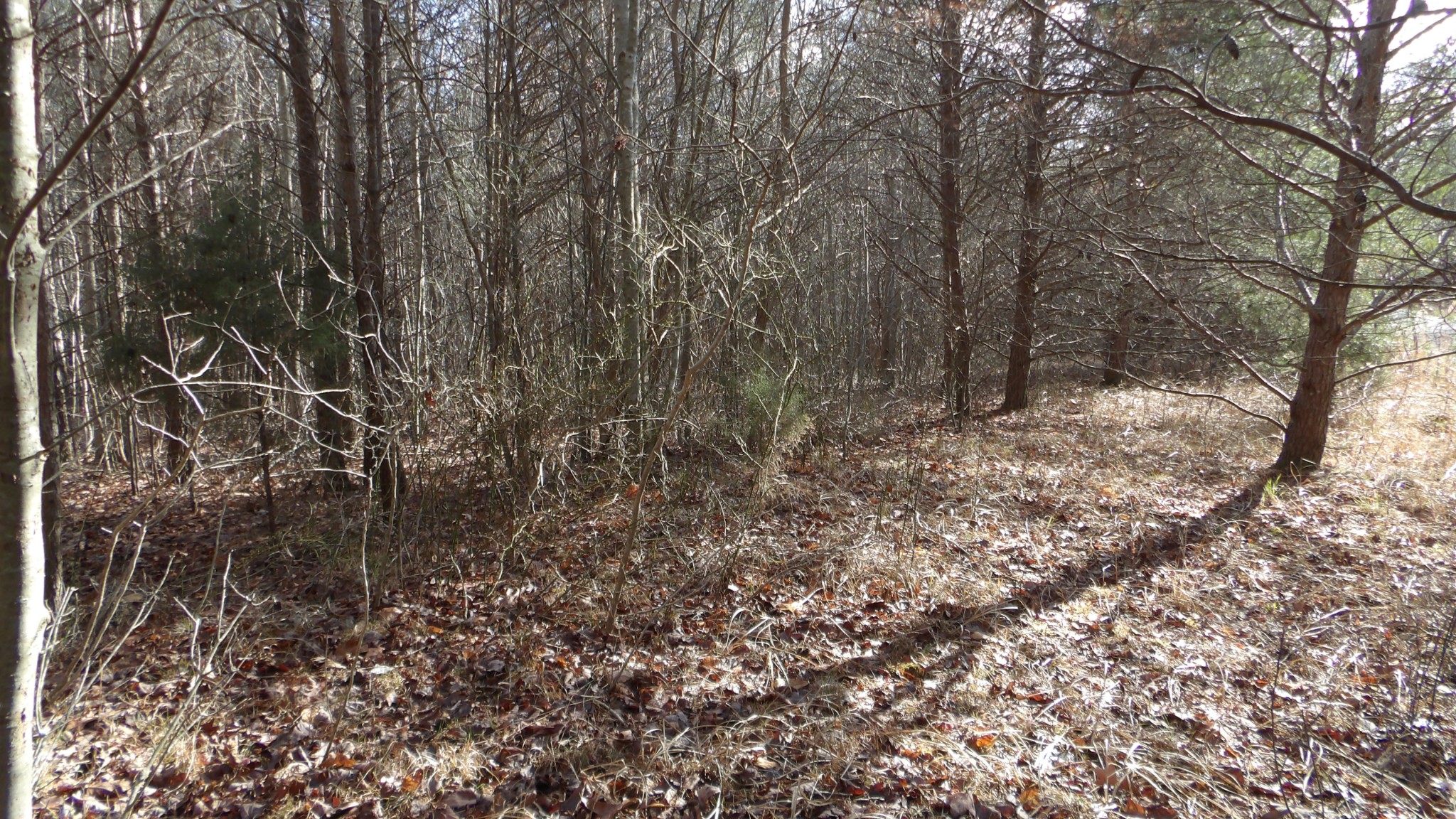 a view of a yard with a tree