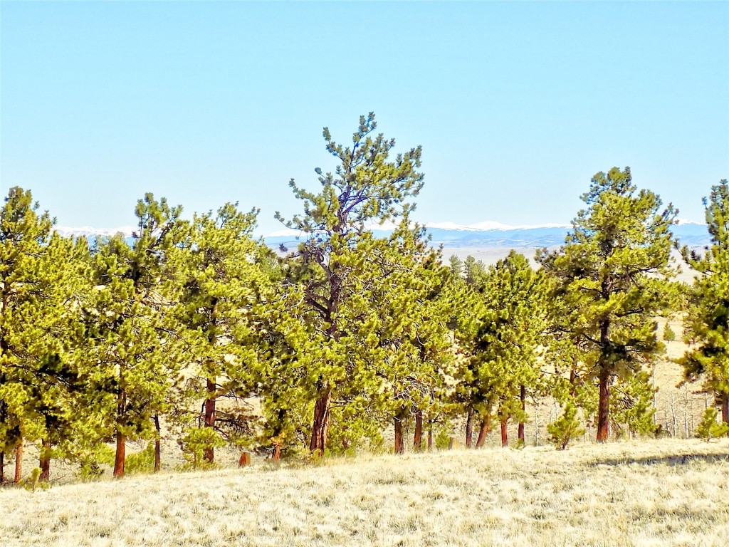 a view of yard with trees