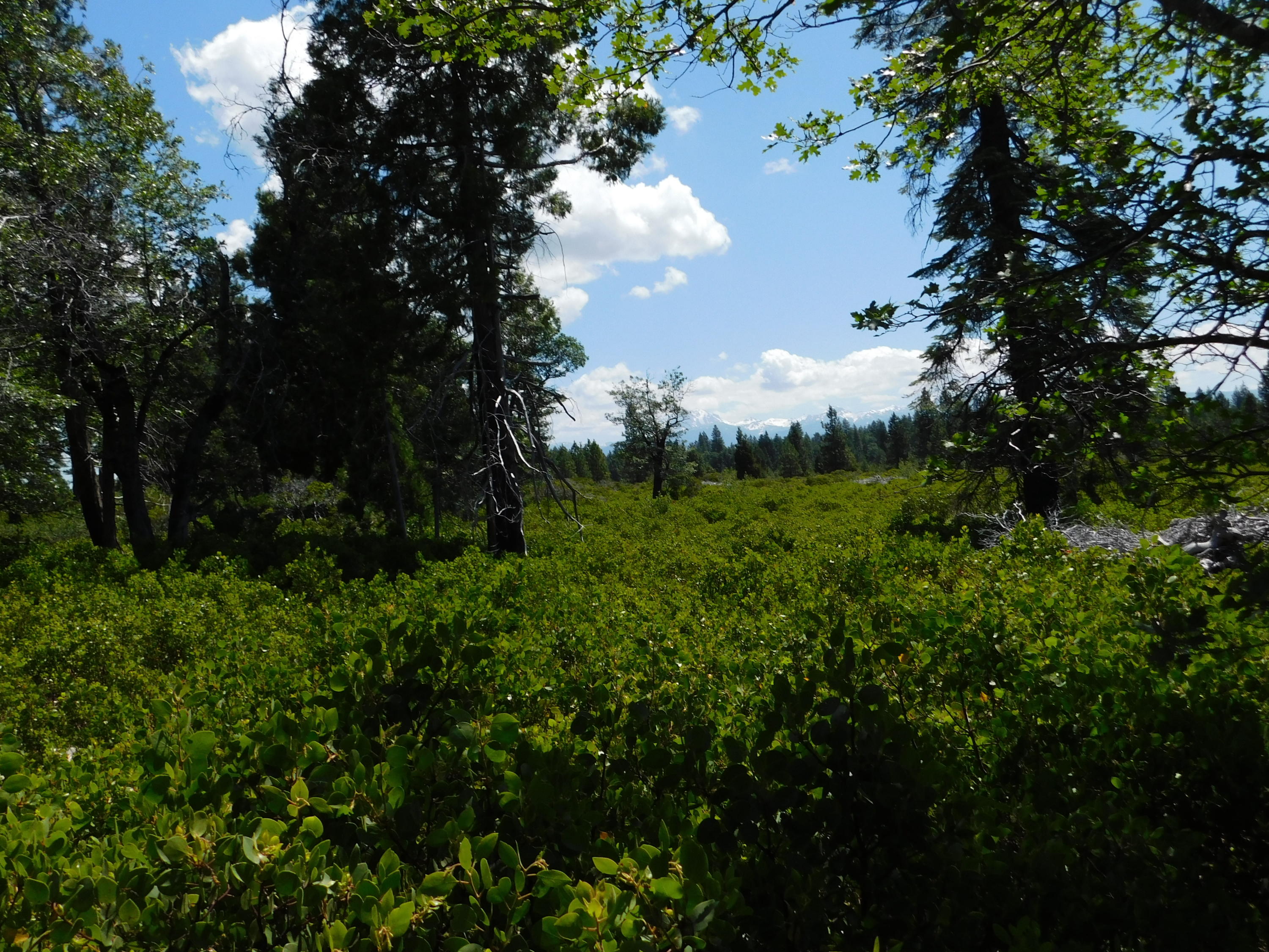 a view of a green field with lots of bushes