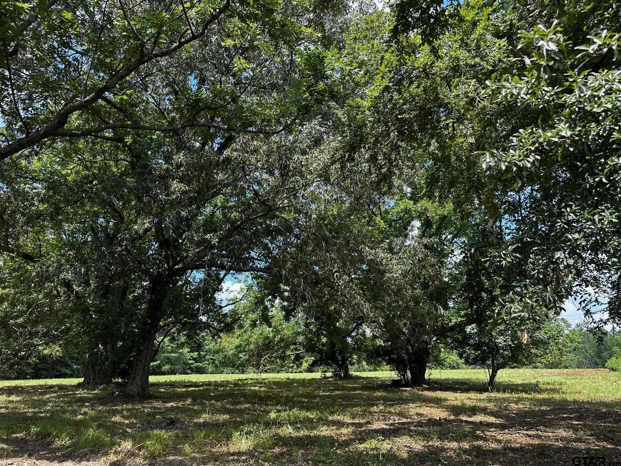 a view of a yard with a tree