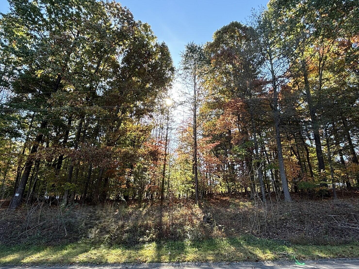 a view of a forest with lots of trees