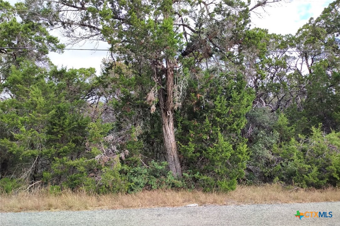 a view of a forest with trees