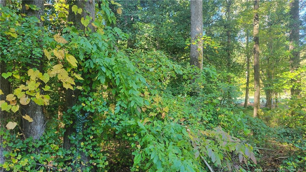 a view of a lush green forest