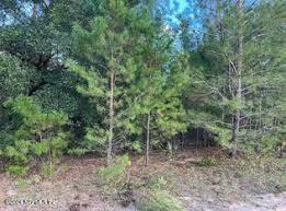 a view of a forest that has large trees