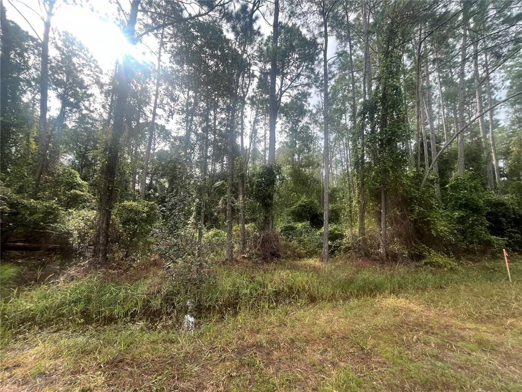 a view of a forest with trees in the background