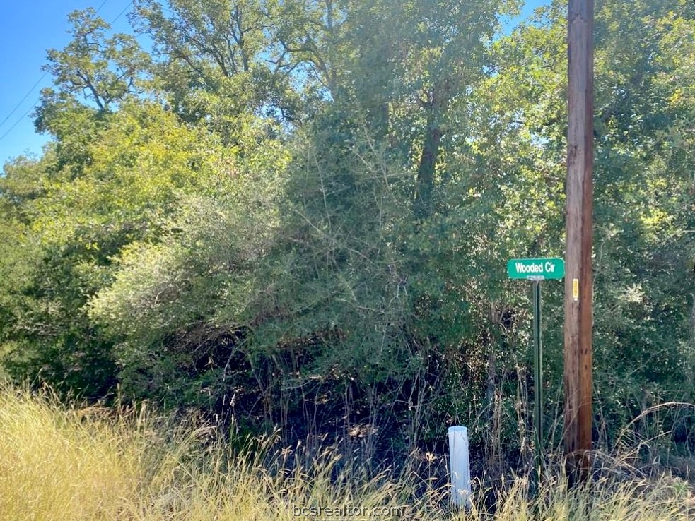 a view of a forest with trees in front of it