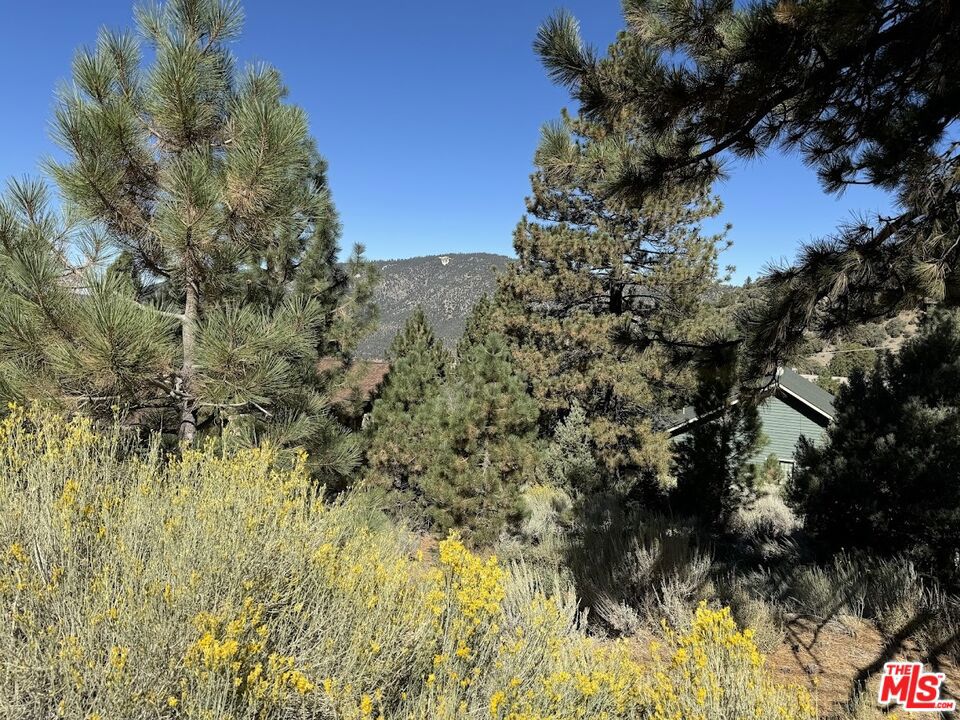 a view of a bunch of trees