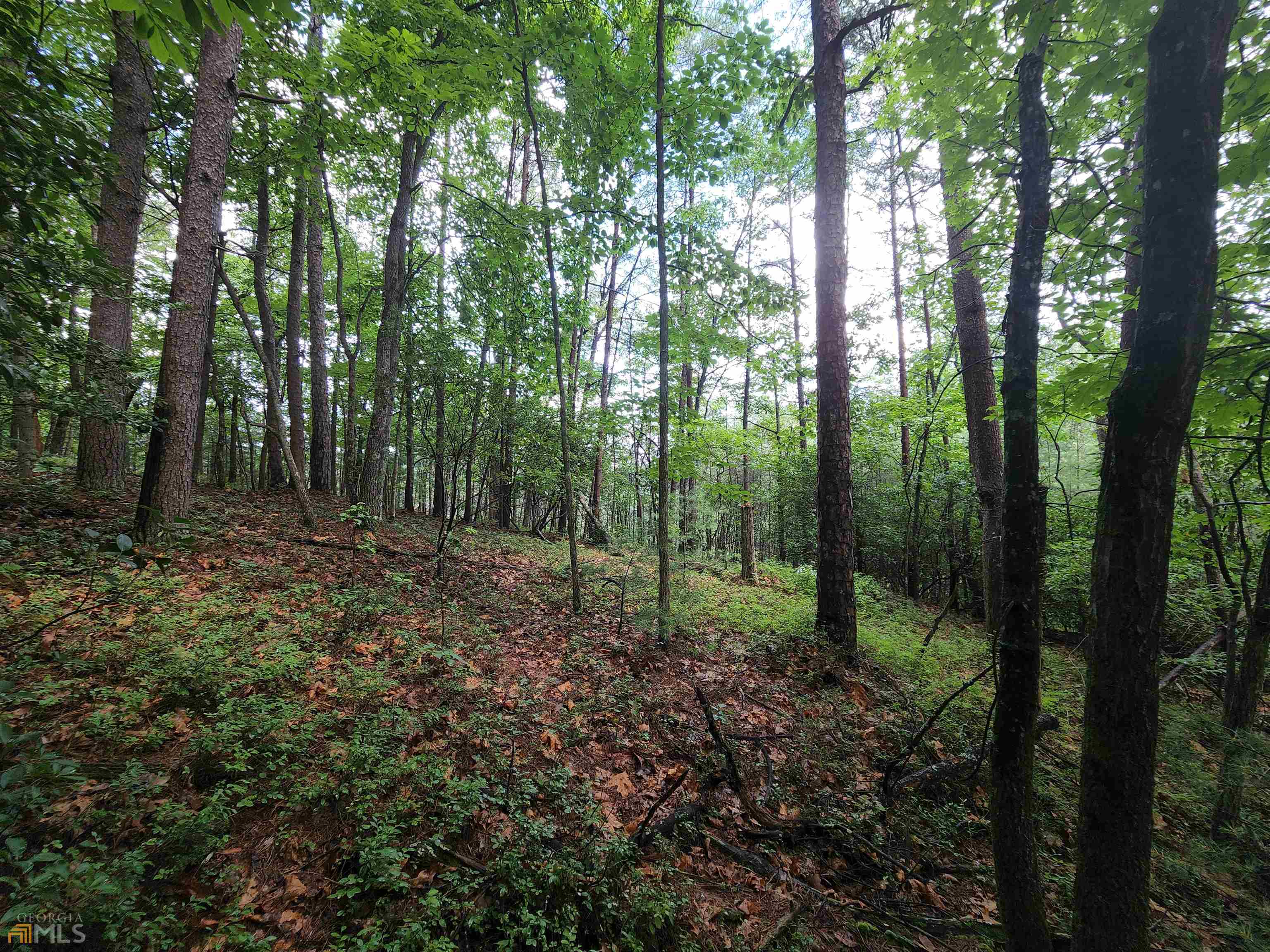 a view of outdoor space and green space