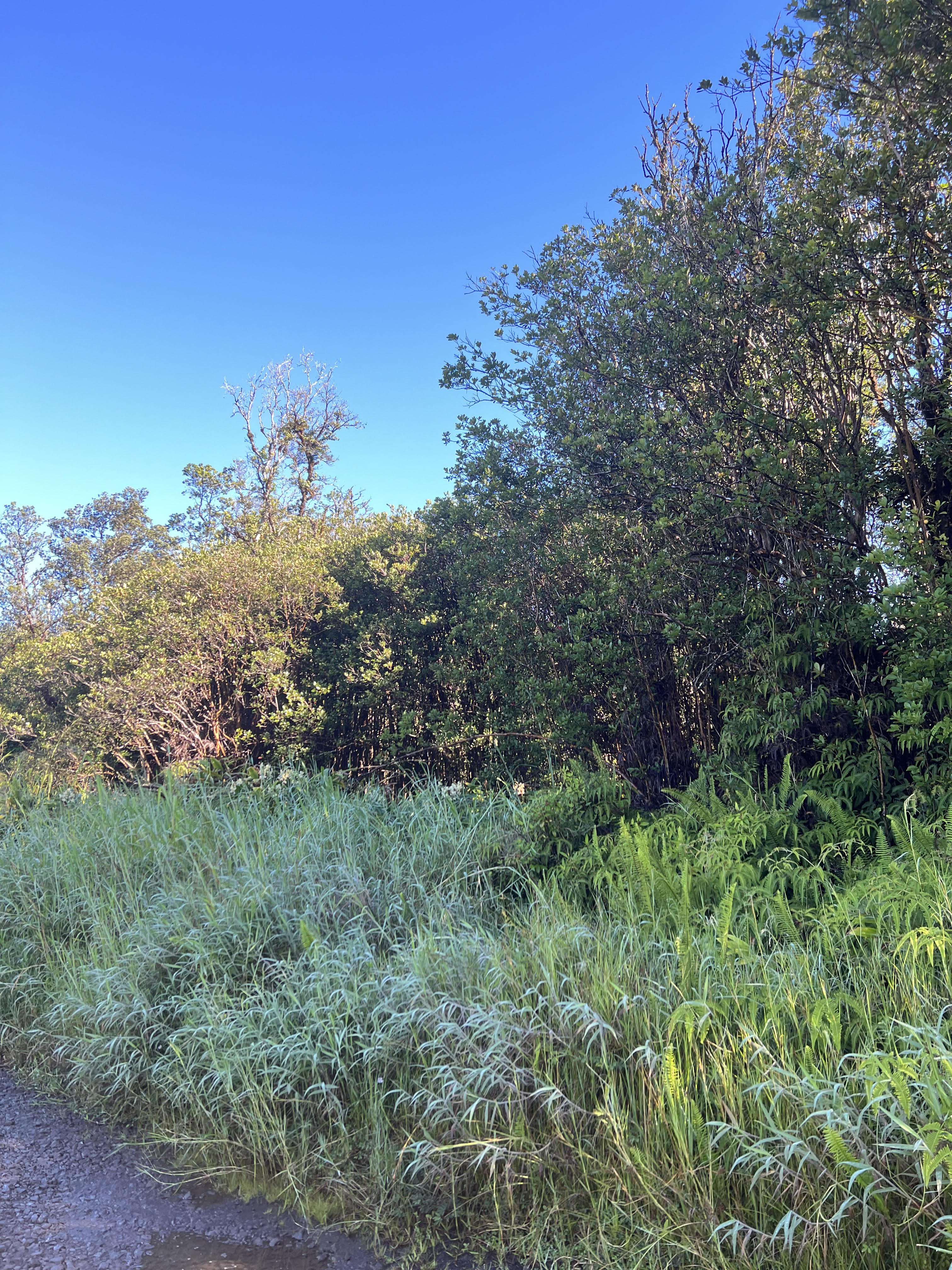 a view of a lush green space