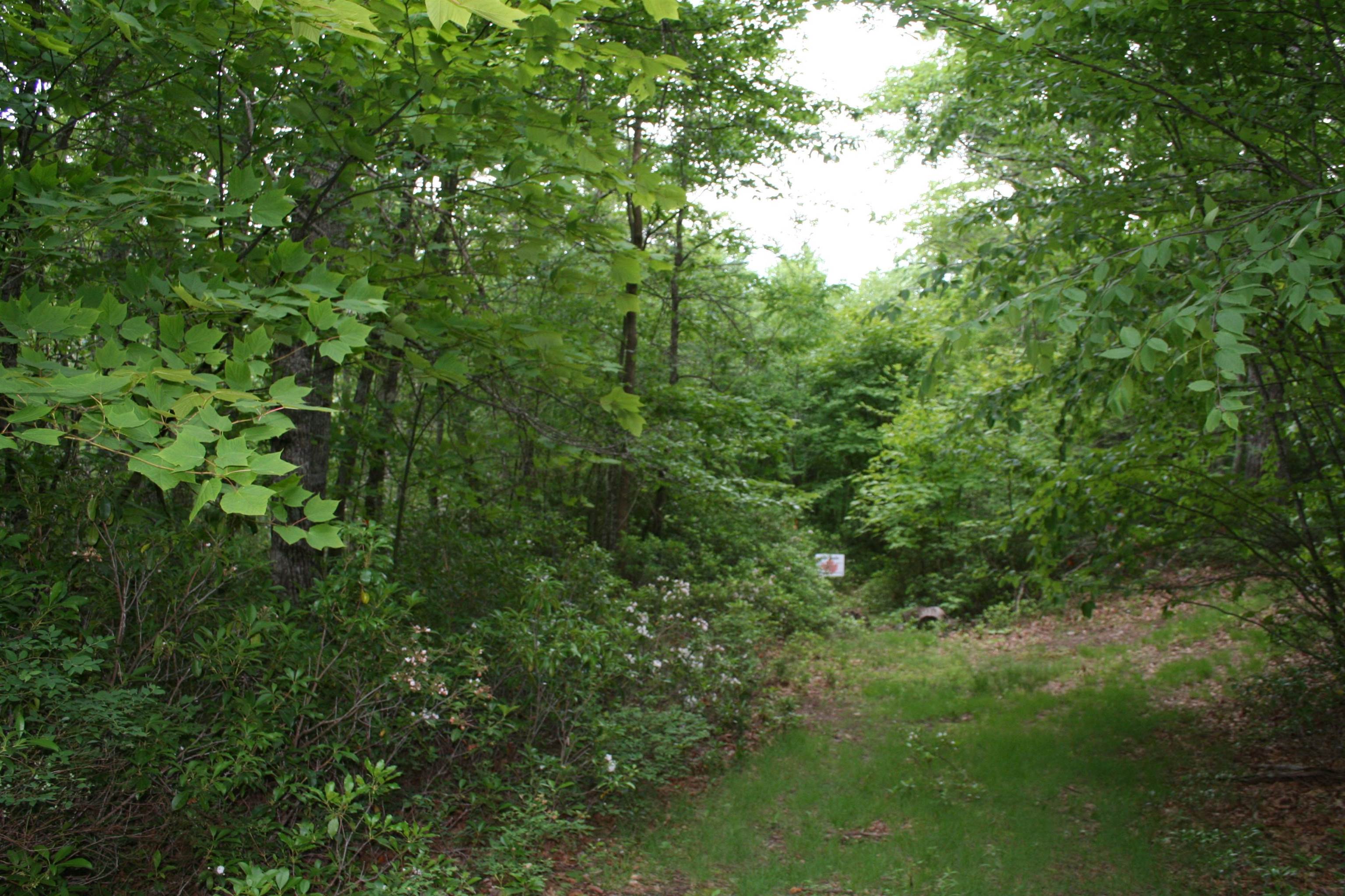 a view of a lush green forest with large trees