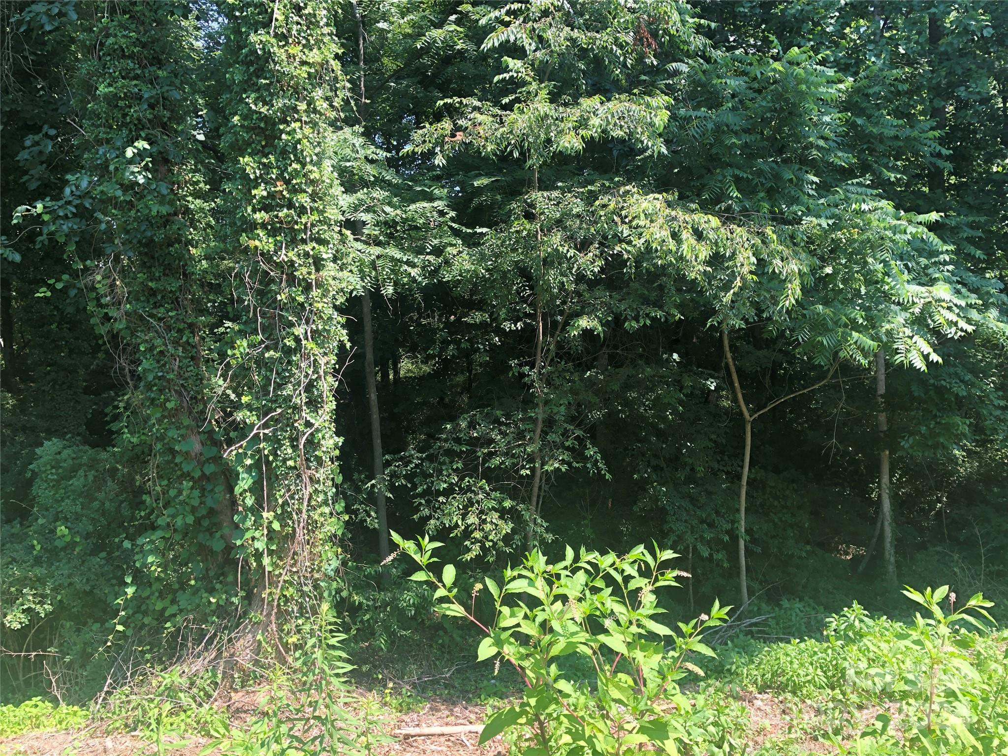 a view of a lush green forest with lots of trees