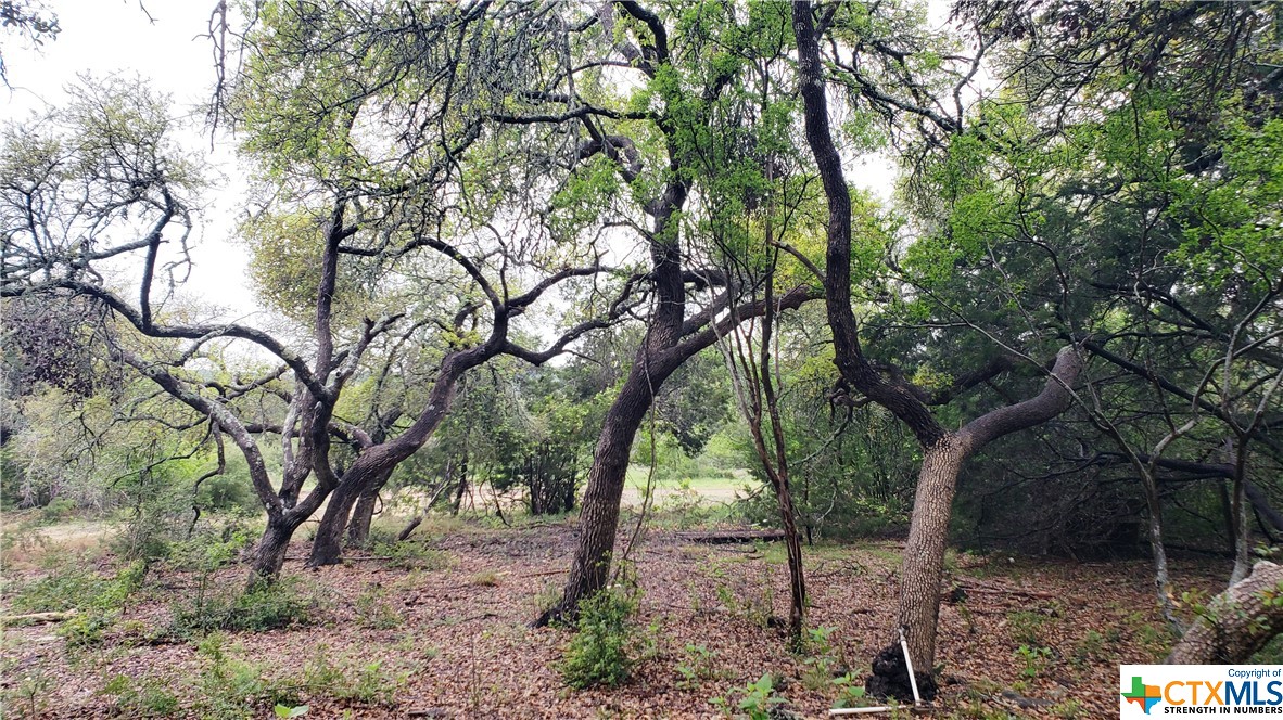 a view of a forest filled with trees