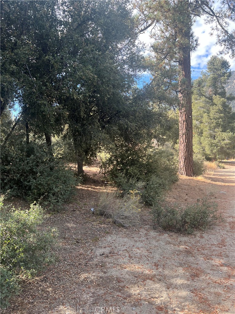 a view of a yard with plants and trees