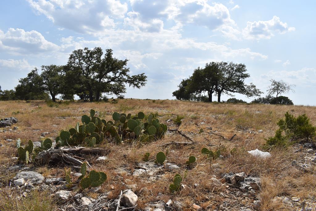 a view of a field with trees in the background