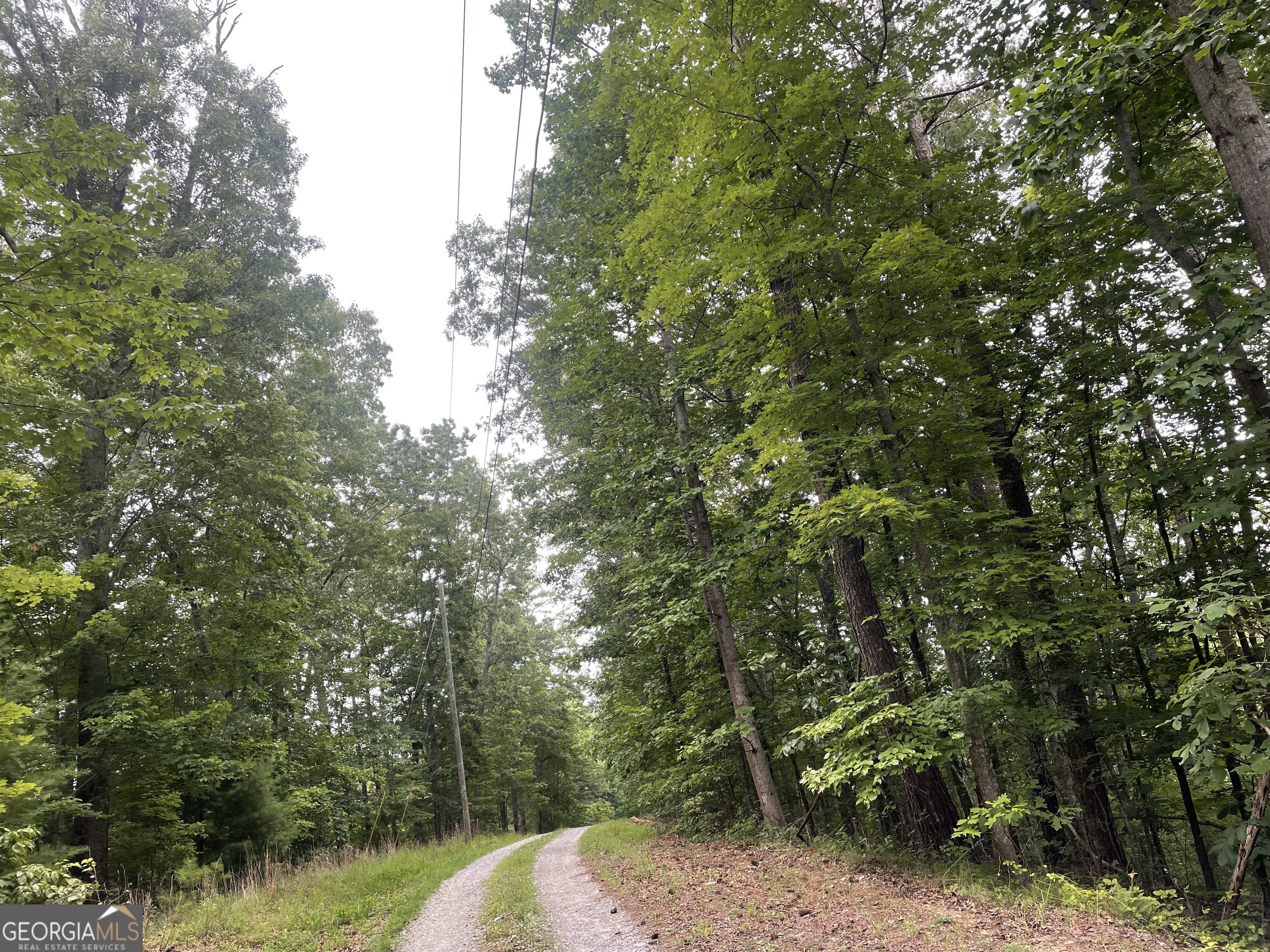 a view of a forest with trees in the background