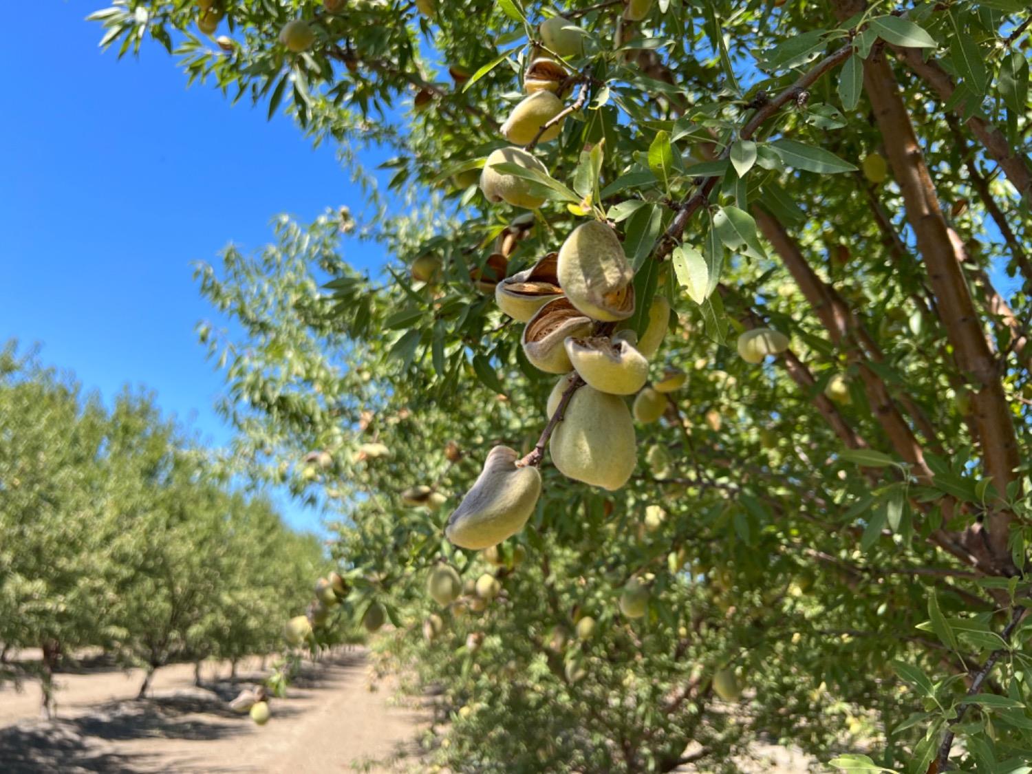 a view of a tree