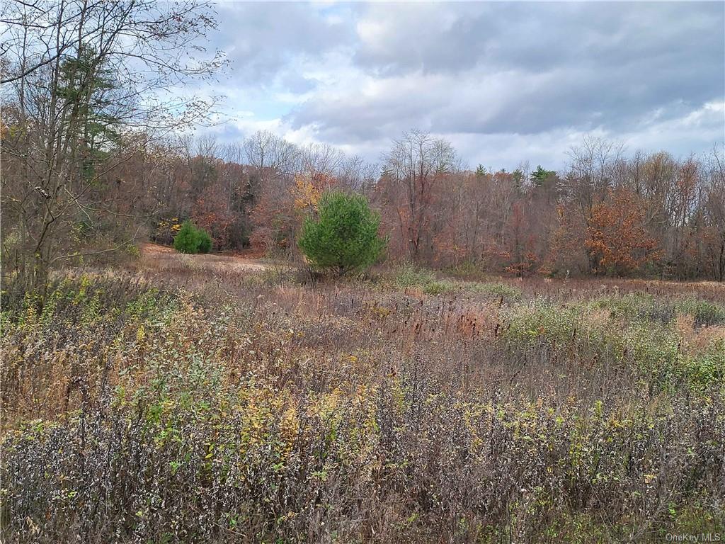 a view of a dry yard with trees