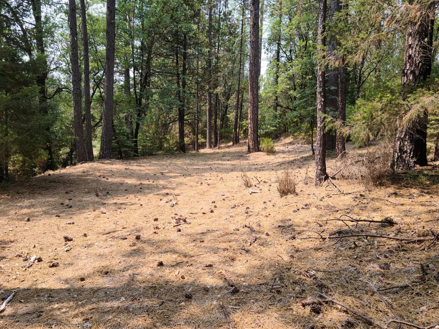 a view of empty space with trees