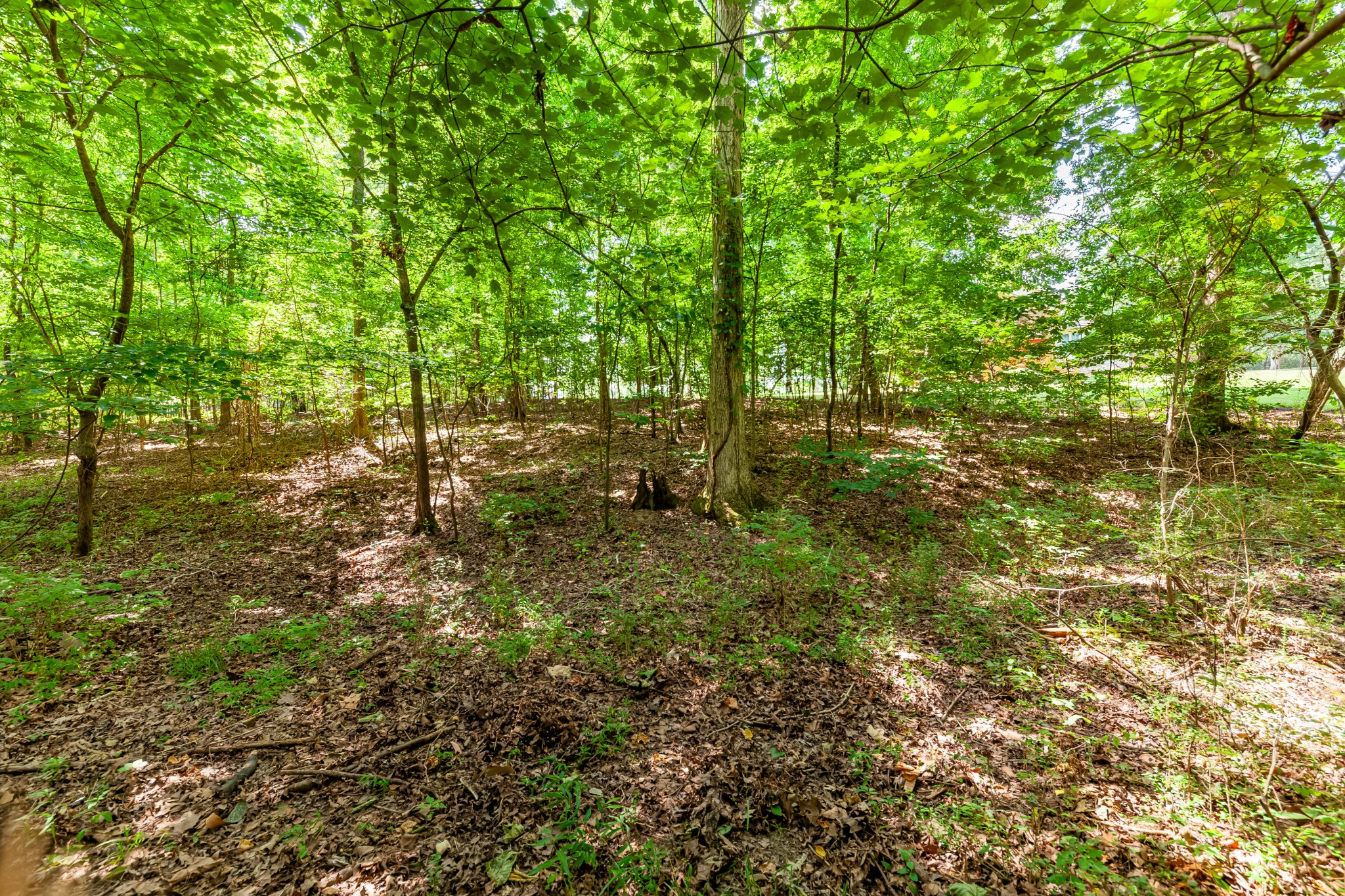 a view of a forest with trees in the background