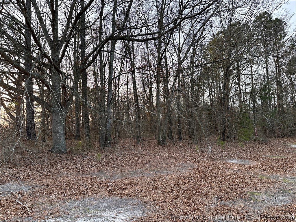 a view of a forest with trees in the background