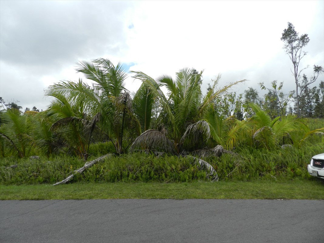 a view of a yard