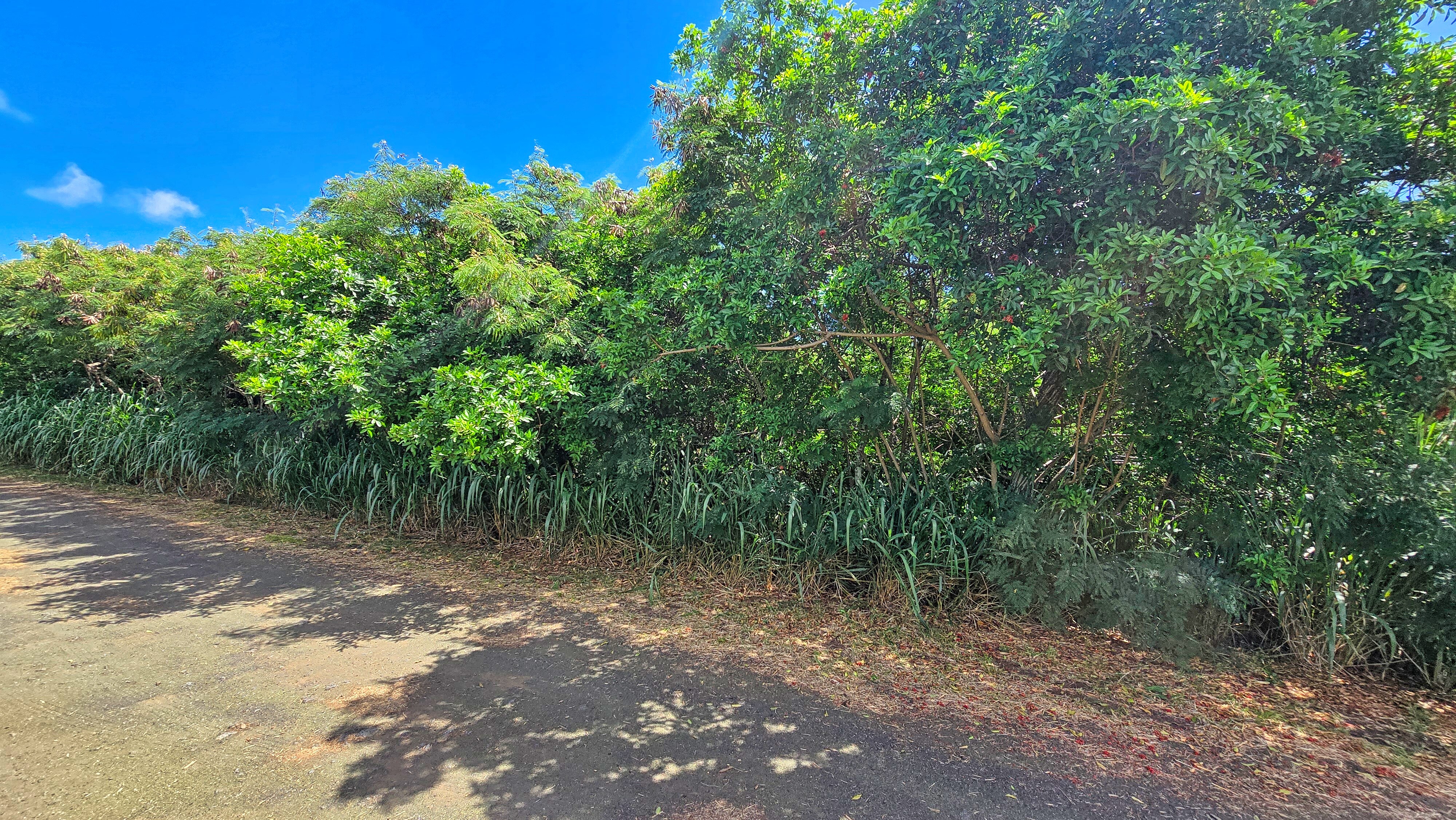 a view of a forest with trees