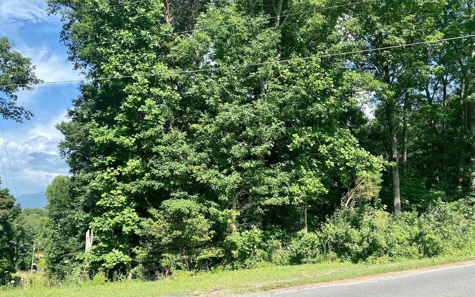 a view of a lush green forest with lots of trees