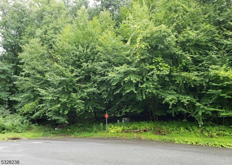 a view of a yard with plants and large trees