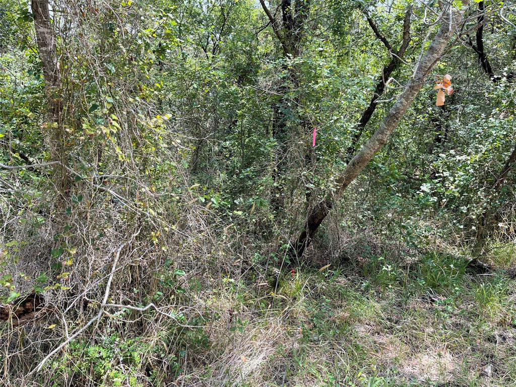 a view of a forest with a tree