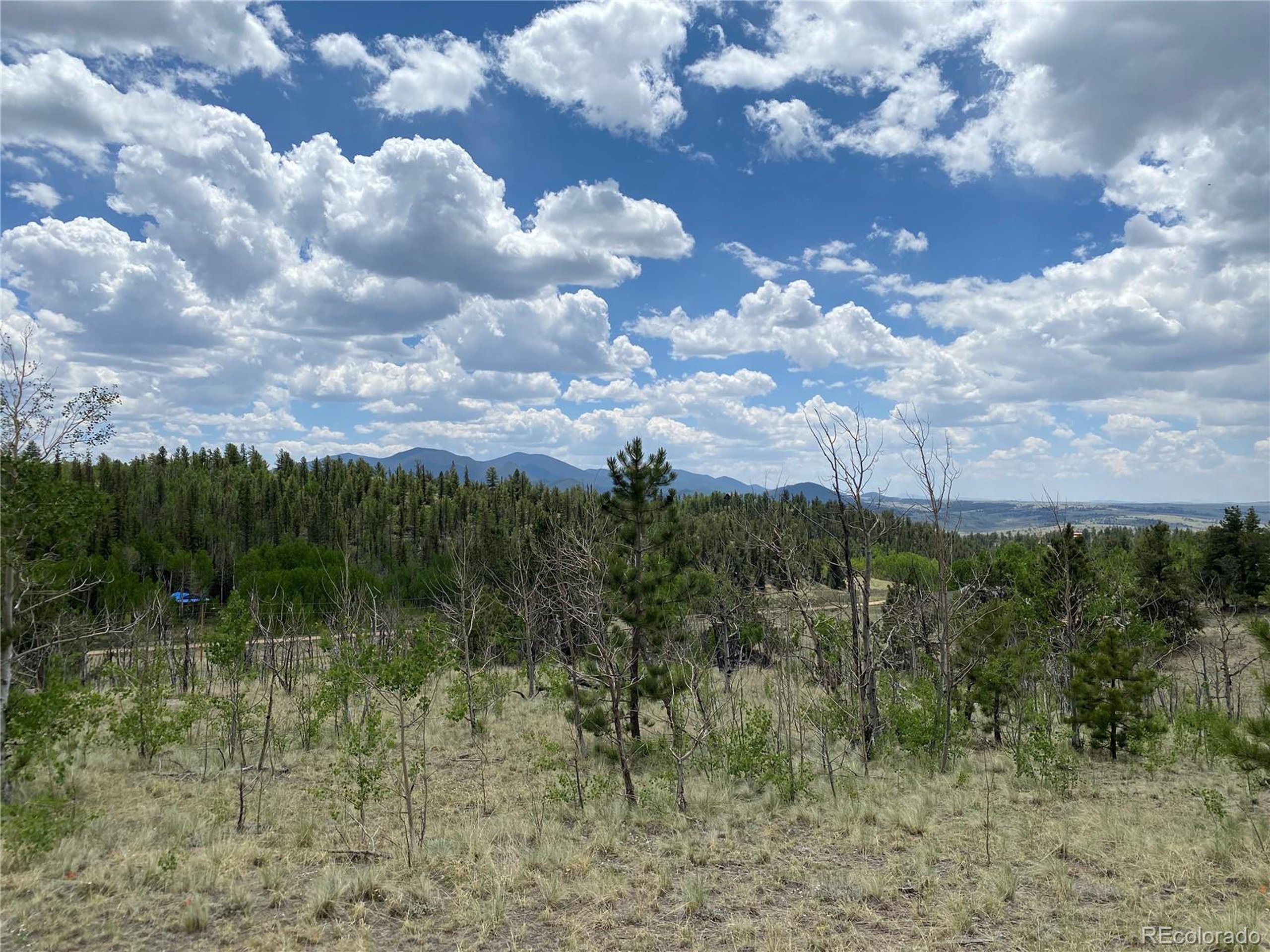 a view of a bunch of trees