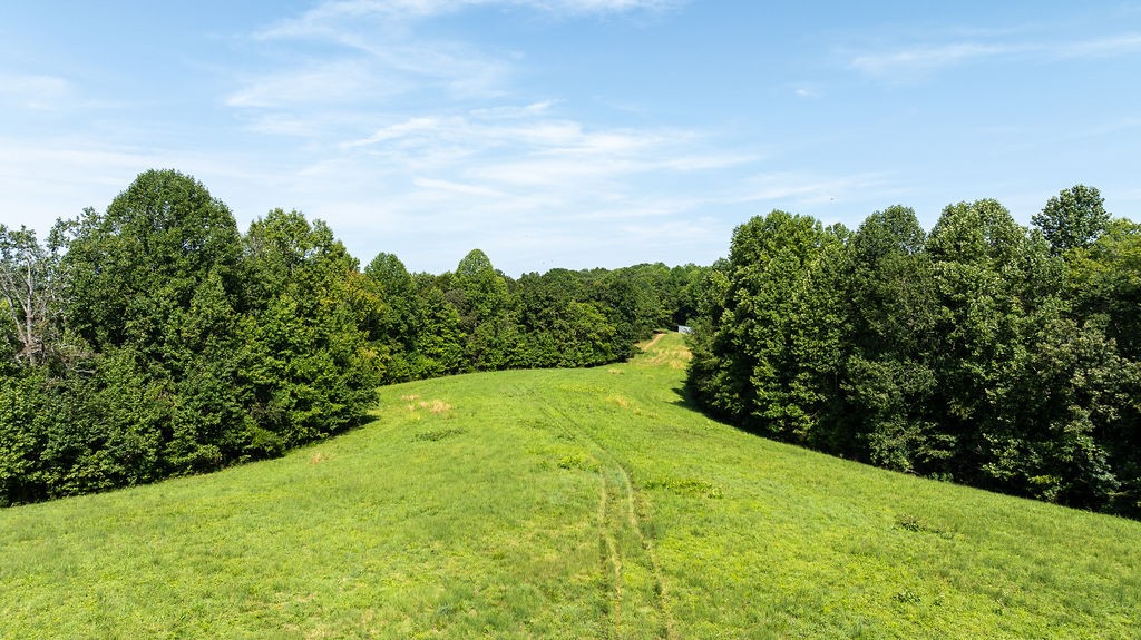 a view of a yard with plants and a large tree