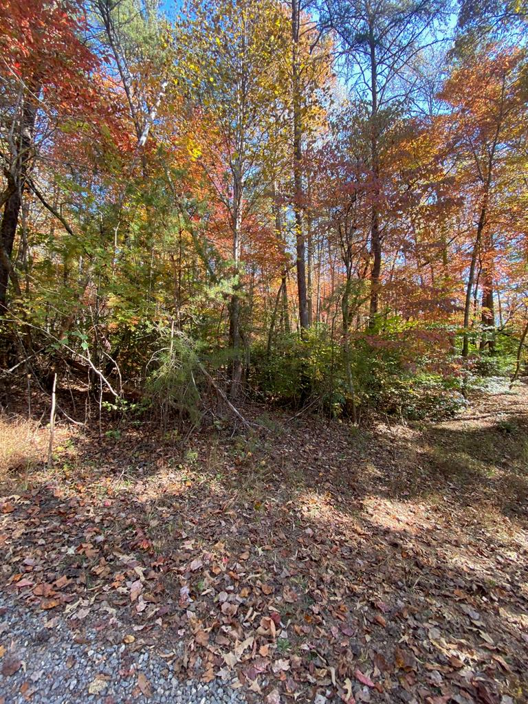 a view of a forest with trees