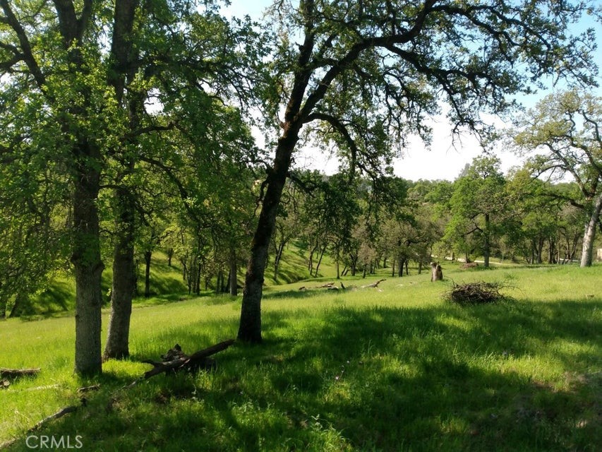 a view of grassy field with trees