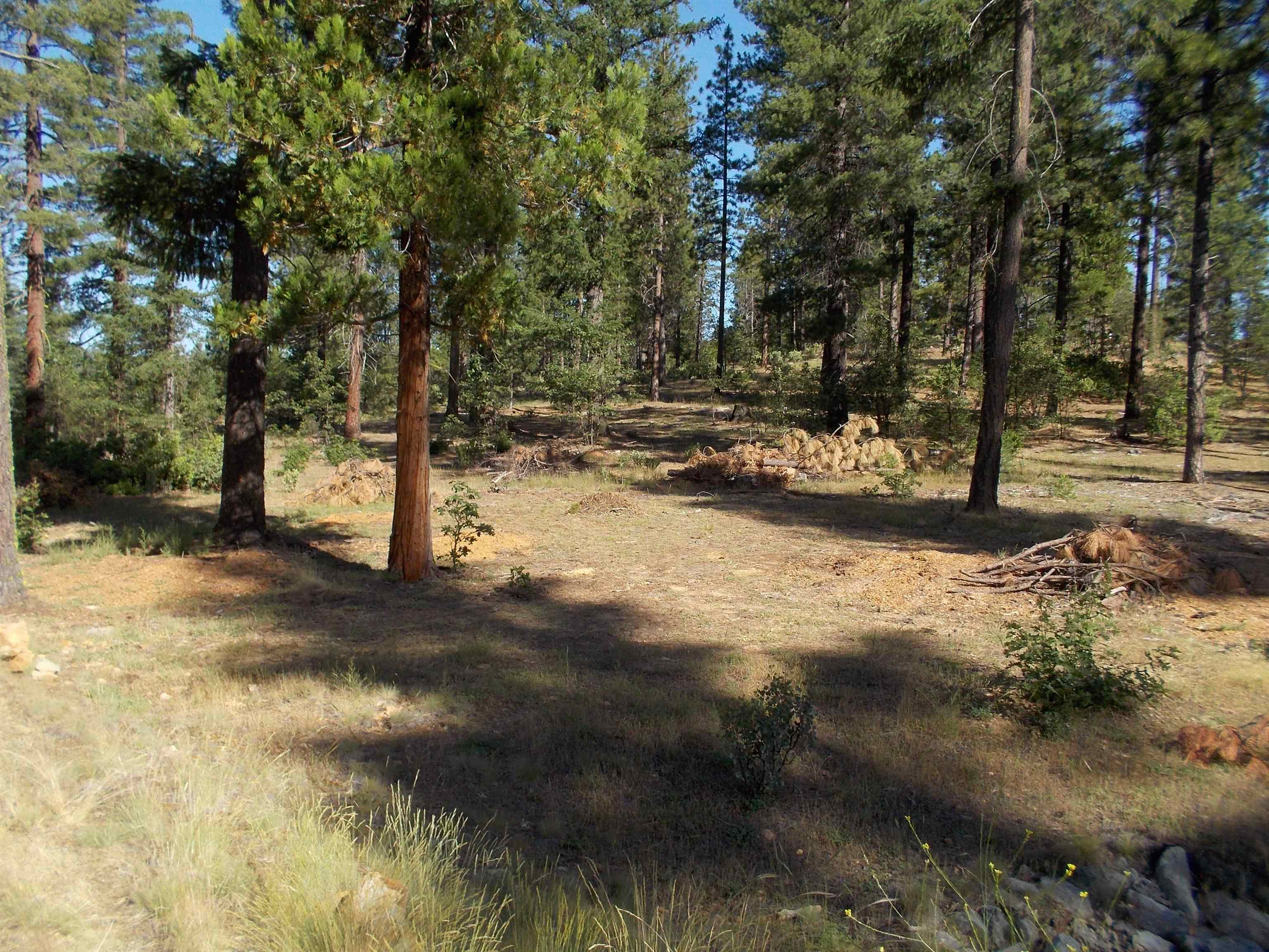 a view of a yard with a tree