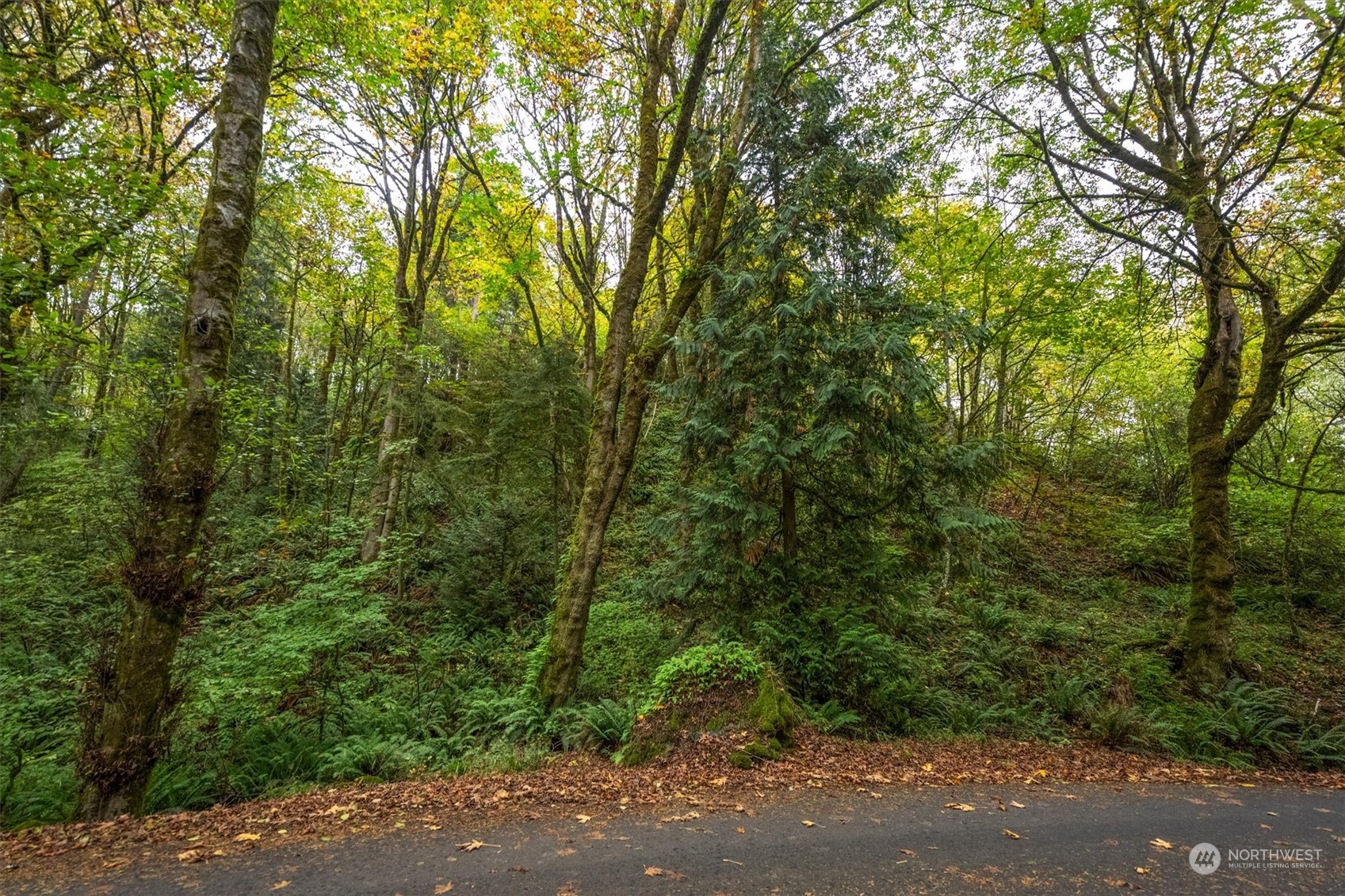 a view of a forest with trees