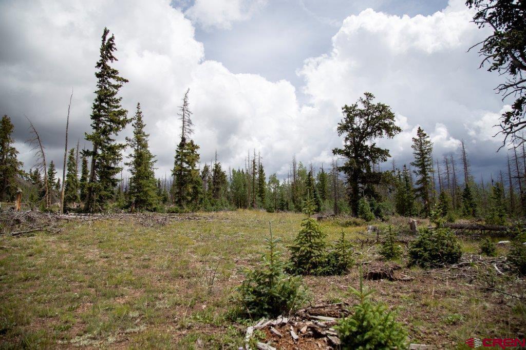 a view of a field with trees